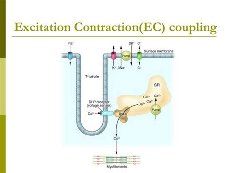 Excitation - Contraction coupling 