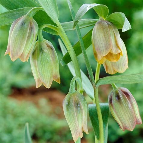 Fritillaria Pontica Pack Of 5