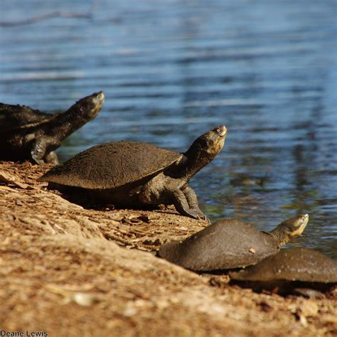 kreffts turtles emydura  owl nature page facebook