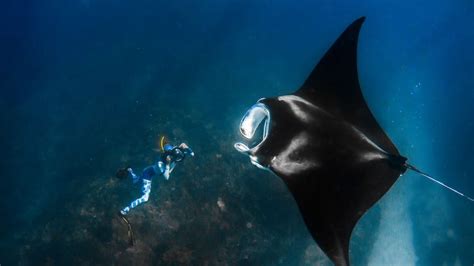 jazz ballena azul colonia giant manta ray fricción En la madrugada Espinoso