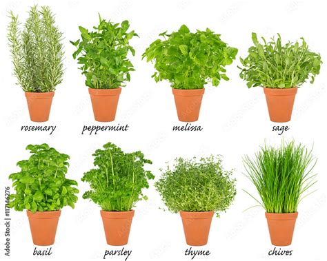 collection set of herbs in pots Reihe von Küchenkräuter Kräuter