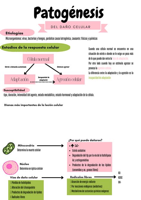 Apuntes Patolog A General Ca Estr S Oxidativo Degradaci N Del Tlp