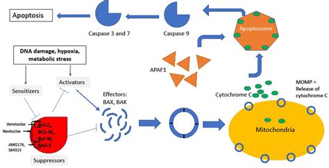 Intrinsic Pathway In The Resting State Suppressors Bcl 2 Mcl1 Download Scientific Diagram