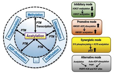 Crosstalk Of Lysine Acetylation With Other Epigenetic Events Lysine