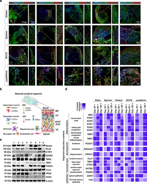 Cerebral Organoid Multi Layered Organization A Immunofluorescence