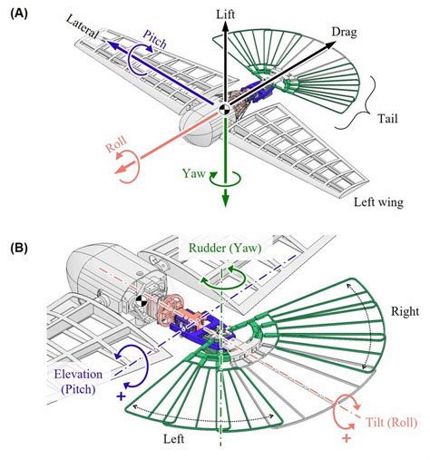 Design of bird-inspired robot with a morphing tail mechanism. (A ...