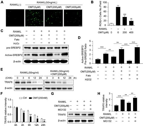 Frontiers Oxymatrine Attenuates Osteoclastogenesis Via Modulation Of