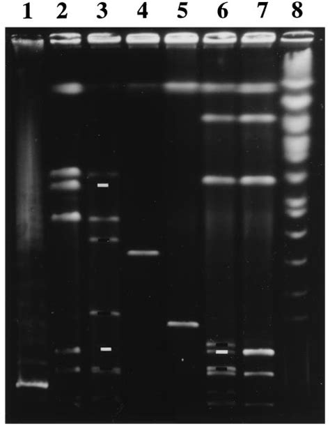 Pulse Field Gel Electrophoresis Separation Of Genomic Segments