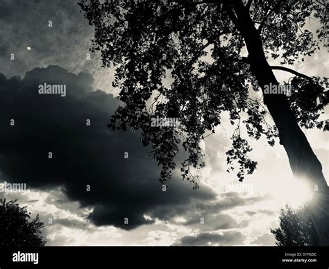 Tree, sky and clouds Stock Photo - Alamy