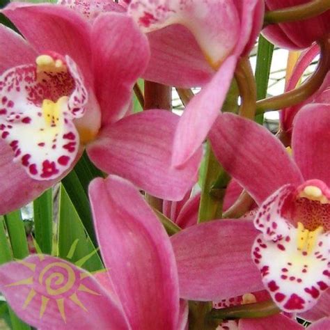 Pink Cymbidium Orchids Mini Florabundance Wholesale Flowers