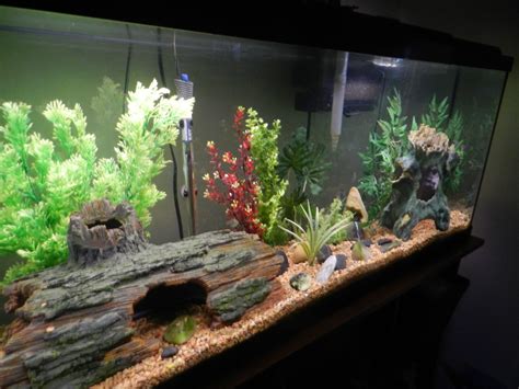 Transform Your Tank 20 Gallon Aquarium Decoration Ideas Aquariumia