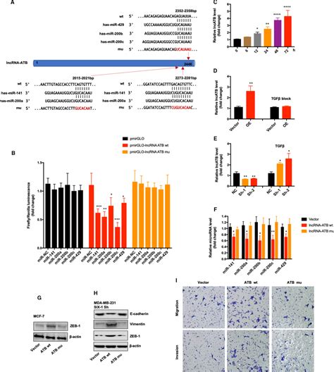 Lncrna Atb Was Necessary For Six Mir S Axis A Schematic Of The