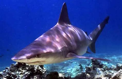 Mako Shark - Description, Habitat, Image, Diet, and Interesting Facts