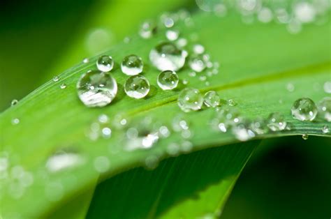 Kostenlose Foto Wasser Natur Gras Fallen Tau Pflanze Fotografie