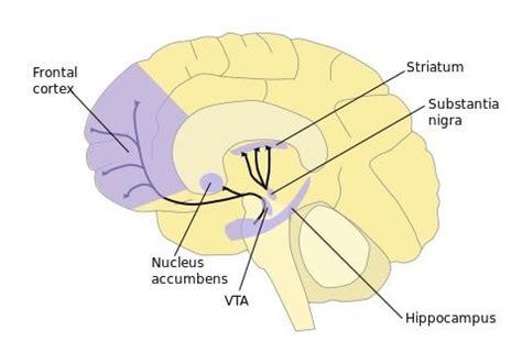 prefrontal-striatum-public – Neuroscience News