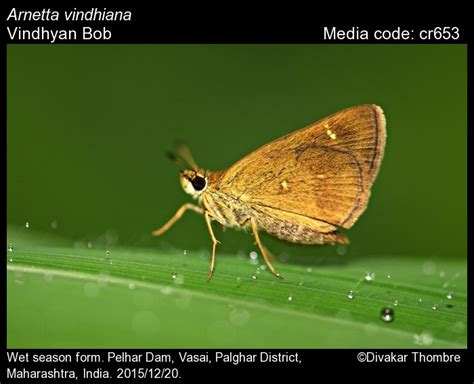 Arnetta vindhiana | Butterfly