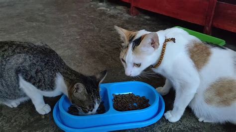 Cara Memberi Makan Kucing Yang Sehat Youtube