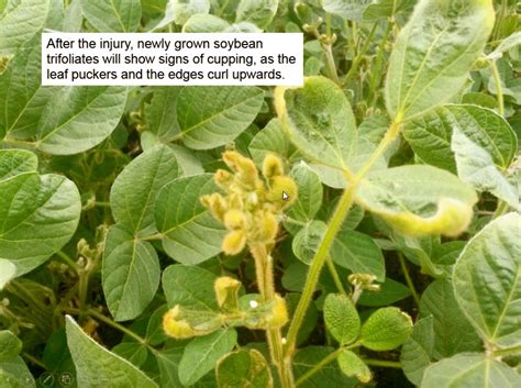 Dicamba Drift Debacle Decoded Grainews