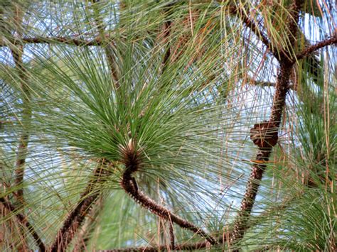 Longleaf Pine Alabama Wildlife Bingo Field Guide Inaturalist