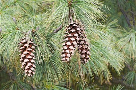 Vanderwolf's Pyramid Limber Pine for Sale - Buying & Growing Guide ...