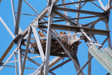 Ferruginous Hawk Nest Taken At Swan Falls Dam On June Flickr