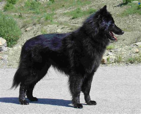 Belgian Shepherd Groenendael - Dogs wallpapers: 1662x1340