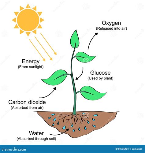 How Does A Cactus Perform Photosynthesis Discover The Types Of Cactus Plants Available As