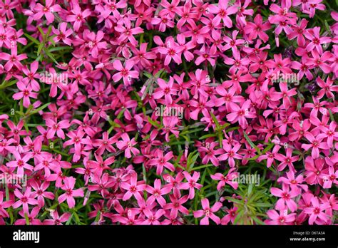 Phlox Purple Spring Flowers Texture Background Stock Photo Alamy