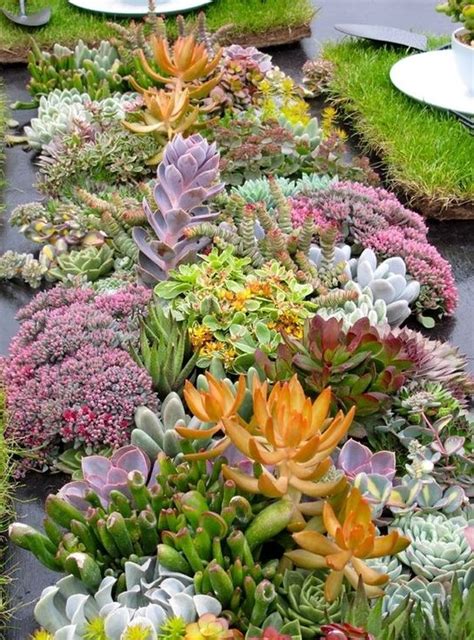 59 Catchy Outdoor Succulent Garden Ideas Digsdigs