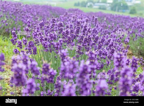 Lavender fields furano hokkaido japan hi-res stock photography and ...