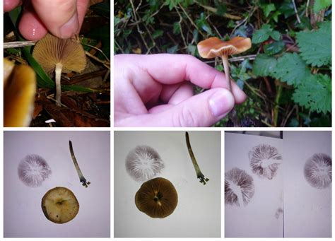 Psilocybe Semilanceata Spore Print