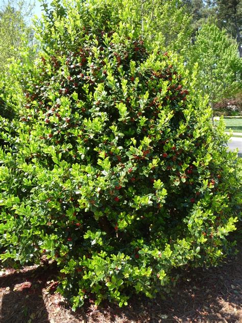 Ilex cornuta 'Burfordii Nana' | Dwarf Burford Holly | Shades of Green Inc.