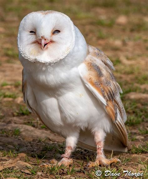 Beautiful Barn Owl Photo