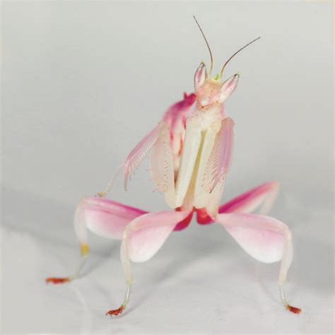 ハナカマキリ ランカマキリ成虫 成虫ペアー親ピンク色WD大人気 昆虫販売アリスト1円 その他