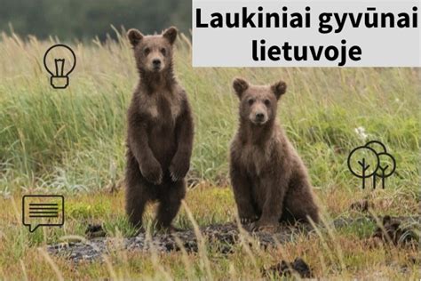 Laukiniai gyvūnai Lietuvoje 5-6m