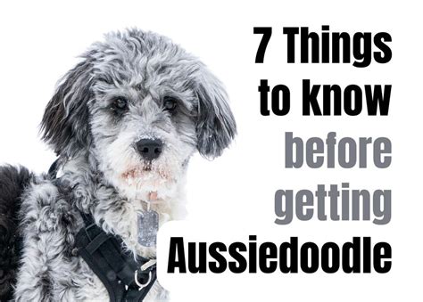 7 Key Facts About the Aussiedoodle