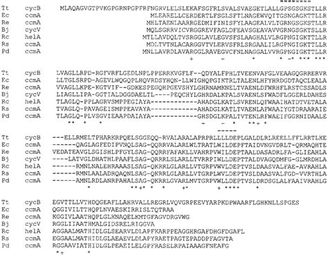 Amino acid sequence alignment showing cycB compared with six homologous ...