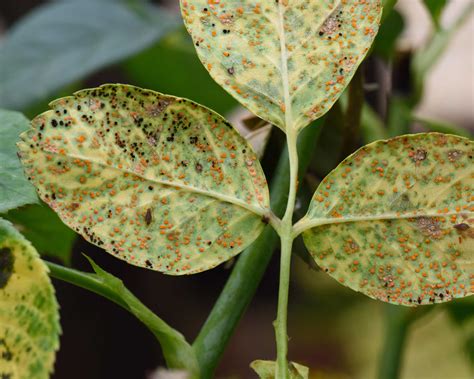 Rose pests and diseases: advice on 5 common problems | Gardeningetc