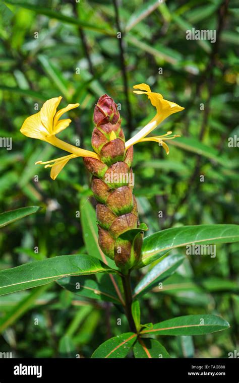 Hophead Porcupine flower - Barleria lupulina Lindl flower in garden ...