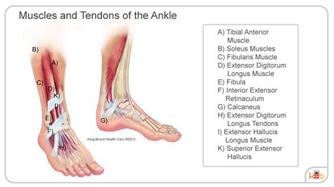 Ankle Ligament Injury