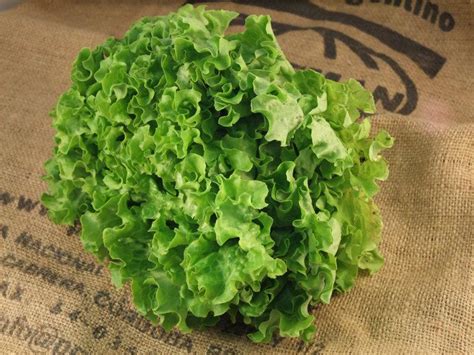 Organic Batavia Lettuce UK from Real Foods