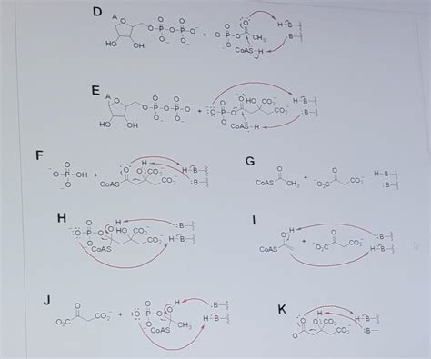 Solved Citrate Lyase Catalyzes The Reaction Shown Below A Chegg