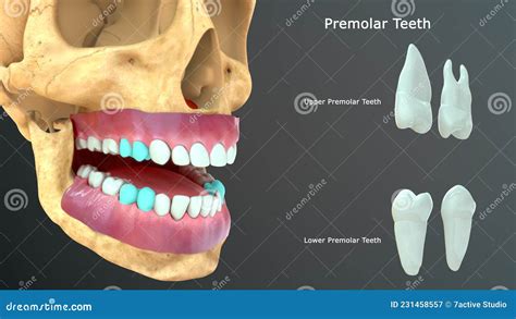 Human Tooth Premolar Teeth Roots And Cusps Stock Illustration