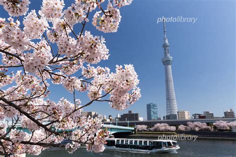 桜満開の隅田公園と隅田川の遊覧船と東京スカイツリー 写真素材 4358389 フォトライブラリー Photolibrary