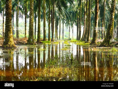 Palm Oil Plantation In Malaysia Stock Photo Alamy