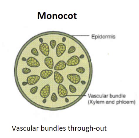 Monocot stem Diagram | Quizlet