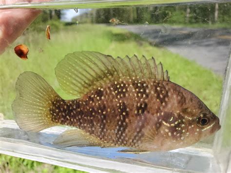 Banded Sunfish Costume