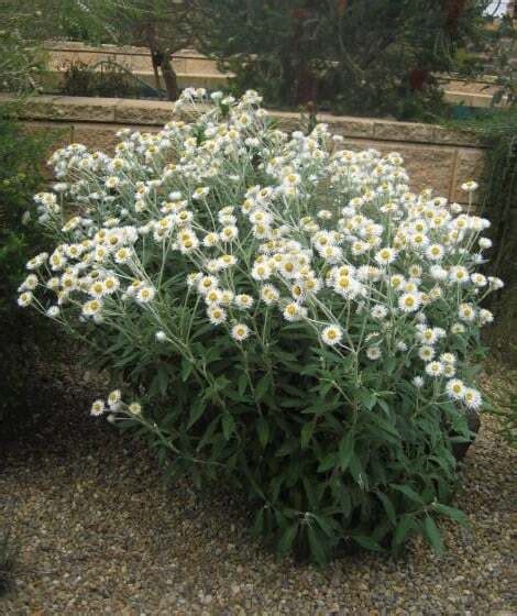 Plantfiles Pictures Coronidium Species White Everlasting Daisy White