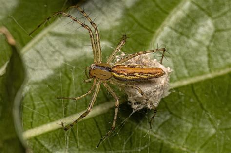 Premium Photo Adult Female Lynx Spider