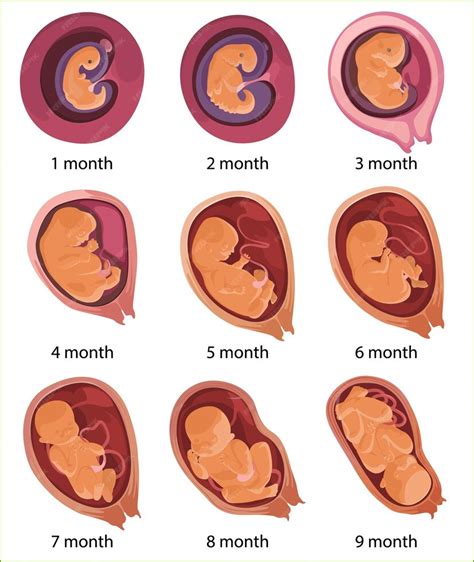 Evolução Do Embrião Humano Ilustração Vetorial Plana Mês Por Mês